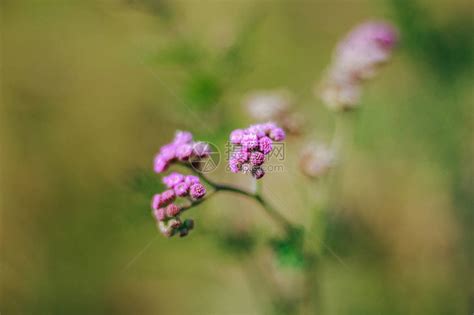 雜草 花|杂草